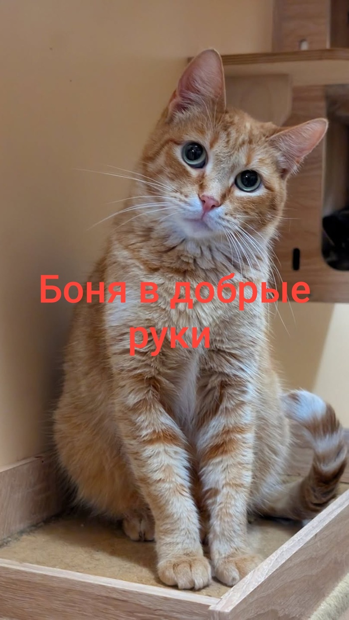 Кошка в добрые руки
