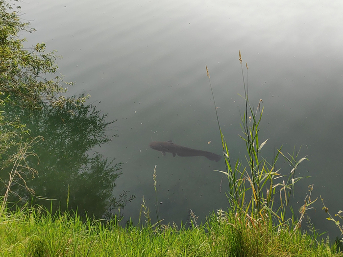 Говорят, что удар хвоста сома способен оглушить взрослого кабана, решившего переплыть реку в неположенном месте. Что уж говорить о человеке!