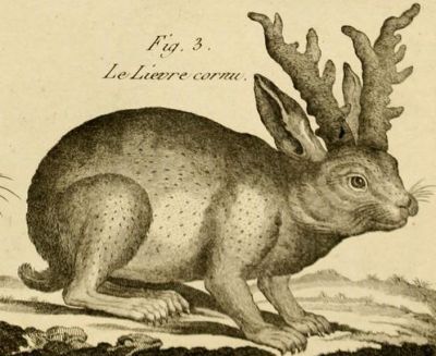 Гравюра Робера Бенара из "Энциклопедии и методологии царств природы" (Tableau encyclopédique et méthodique) 1789 года.