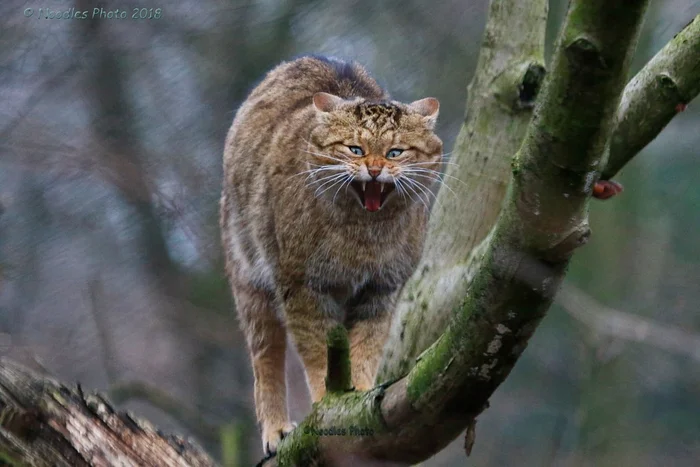 Лесной кот: Никогда не подбирайте котят в лесу. Это совсем другое, весьма опасное, животное Лесной кот, Животные, Дикие животные, Яндекс Дзен, Яндекс Дзен (ссылка), Длиннопост, Семейство кошачьих, Волна постов Лесной кот: Никогда не подбирайте котят в лесу. Это совсем другое, весьма опасное, животное Лесной кот, Животные, Дикие животные, Яндекс Дзен, Яндекс Дзен (ссылка), Длиннопост, Семейство кошачьих, Волна постов