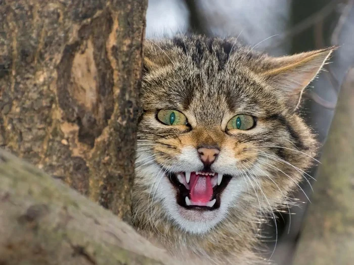 Лесной кот: Никогда не подбирайте котят в лесу. Это совсем другое, весьма опасное, животное Лесной кот, Животные, Дикие животные, Яндекс Дзен, Яндекс Дзен (ссылка), Длиннопост, Семейство кошачьих, Волна постов Лесной кот: Никогда не подбирайте котят в лесу. Это совсем другое, весьма опасное, животное Лесной кот, Животные, Дикие животные, Яндекс Дзен, Яндекс Дзен (ссылка), Длиннопост, Семейство кошачьих, Волна постов