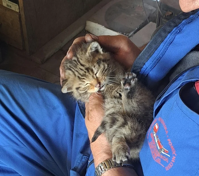 Лесной кот: Никогда не подбирайте котят в лесу. Это совсем другое, весьма опасное, животное Лесной кот, Животные, Дикие животные, Яндекс Дзен, Яндекс Дзен (ссылка), Длиннопост, Семейство кошачьих, Волна постов Лесной кот: Никогда не подбирайте котят в лесу. Это совсем другое, весьма опасное, животное Лесной кот, Животные, Дикие животные, Яндекс Дзен, Яндекс Дзен (ссылка), Длиннопост, Семейство кошачьих, Волна постов