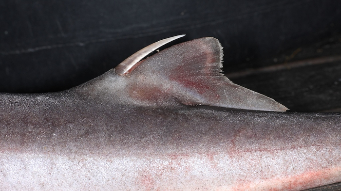 Почему шипов всего 2? Потому что акулы превратили в шипы первые лучи спинных плавников. А спинных плавников у акулки всего 2.