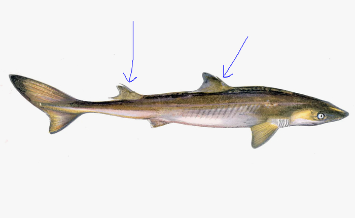 На рисунке понятнее, где находятся ядовитые шипы.