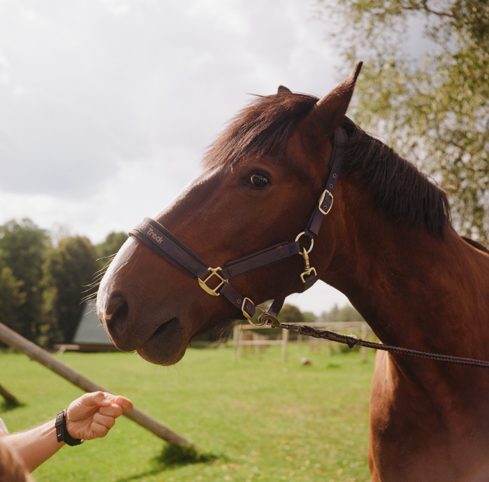 морковка? Какая морковка? не было никакой морковки.