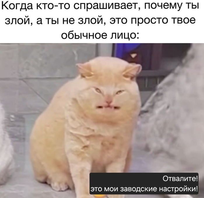 В смысле злой? Это я еще добрый!