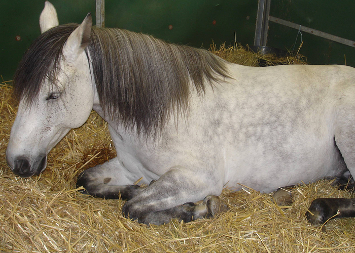 Во сне лошадь, как и человек, ворочается. Она может подёргивать ушами и мотать головой, отгоняя воображаемых мух.