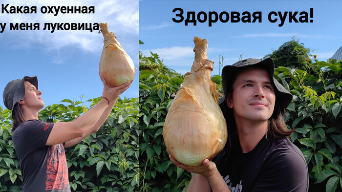 Ответ на пост «Мой новый большой лук»