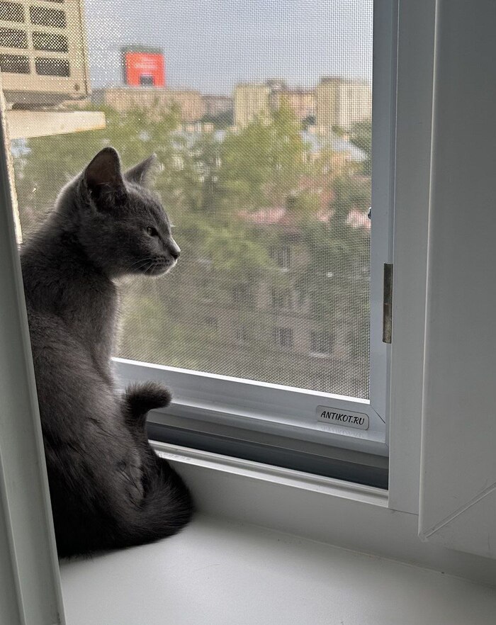 Сильвер и его новый вид из окна