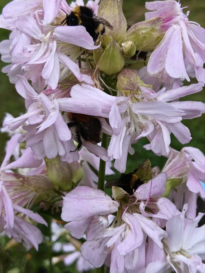 ������� ������