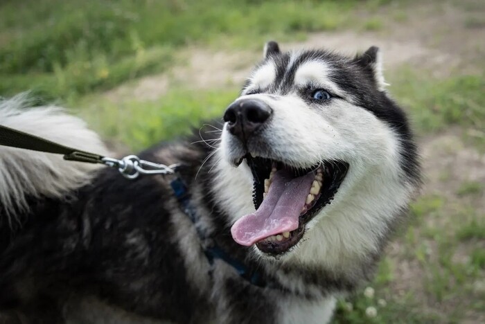 Москва и МО.Харизматичный хаски по имени Борис ищет своего человека! Передержка, Приют, В добрые руки, Потеряшка, Без рейтинга, Сибирский хаски, Длиннопост, Собака