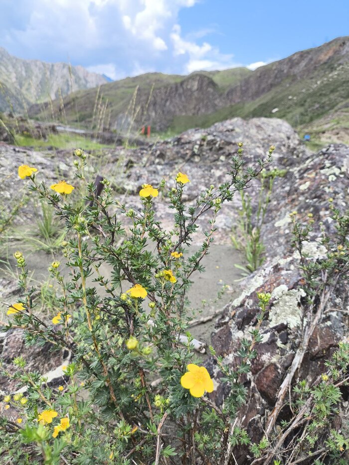 Сын уточнял: "Почему курилиський чай, его можно курить"?