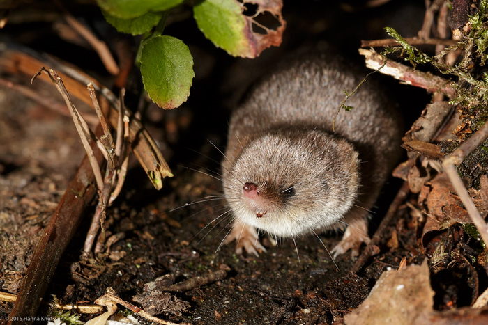 Эй, ты кого глупым назвал, а? Не, реально, кого? Я не понял...