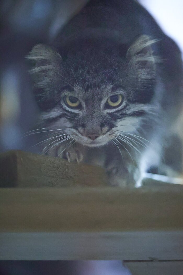 Неумолимый понедельник смотрит на тебя