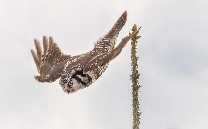В некоторых регионах ястребиную сову используют как охотничью птицу для соколиной охоты.