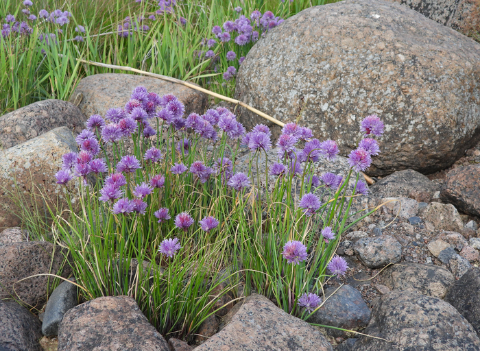 Фото Л. Головневой.