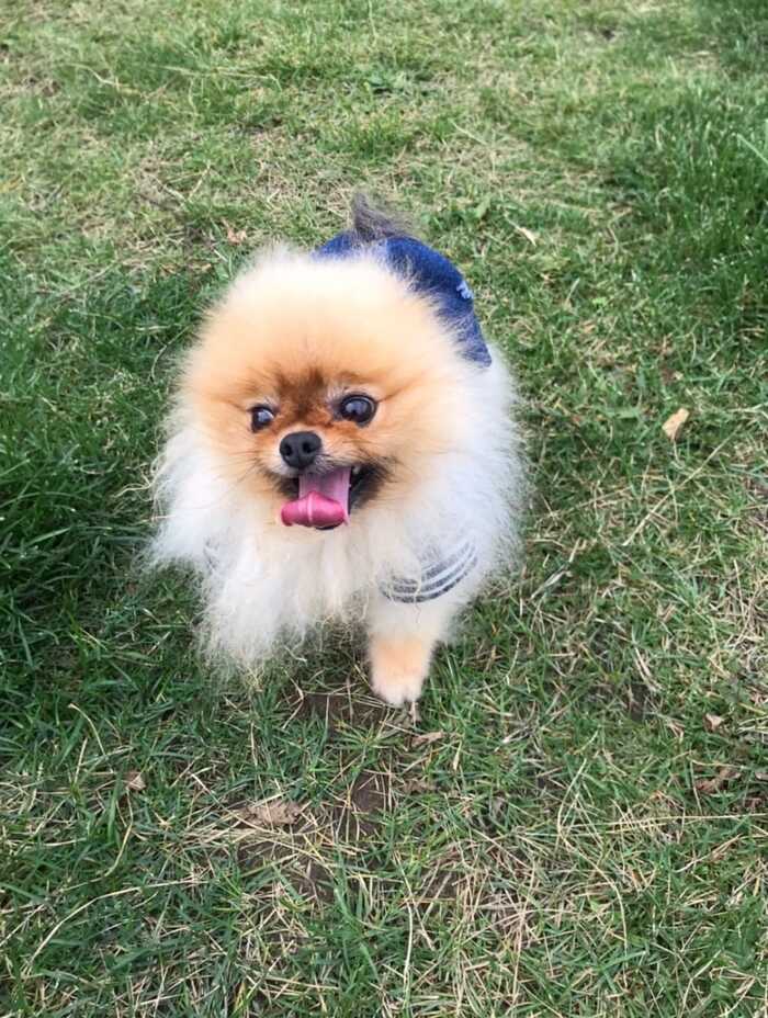 Весь заросший, как одуванчик.