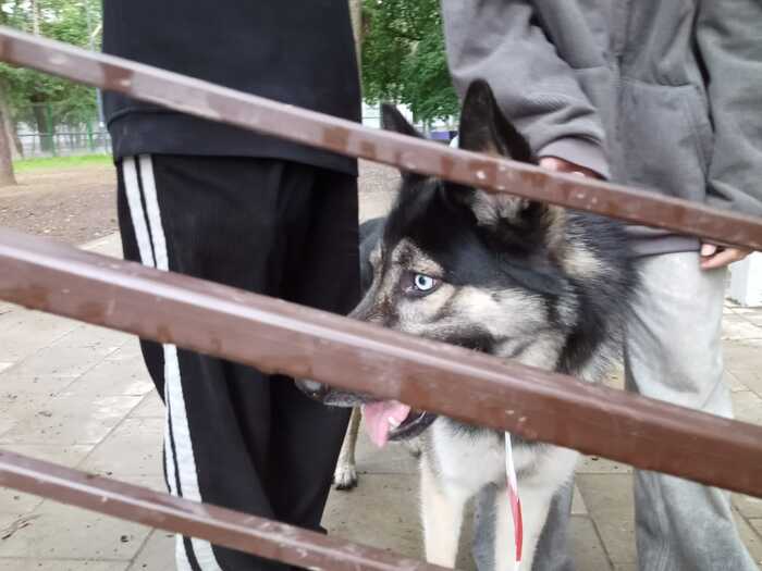 Помогите найти старых или новых хозяев! Собака, Без рейтинга, Москва, Потеряшка, Длиннопост