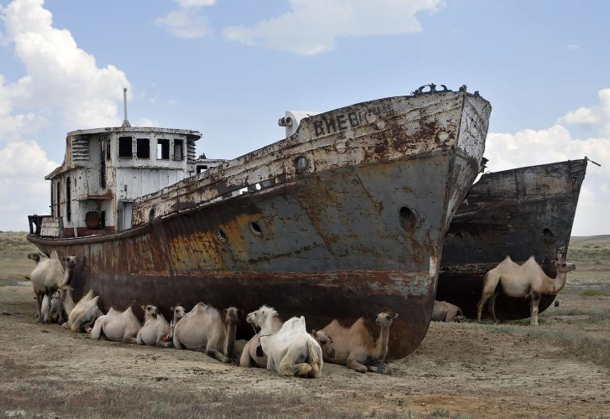 The Aral Sea: How did the water flow away, where did the fish go and is there hope? - Aral Sea, Desert, Nature, Animals, Wild animals, wildlife, Sea, A fish, Yandex Zen, Yandex Zen (link), Longpost