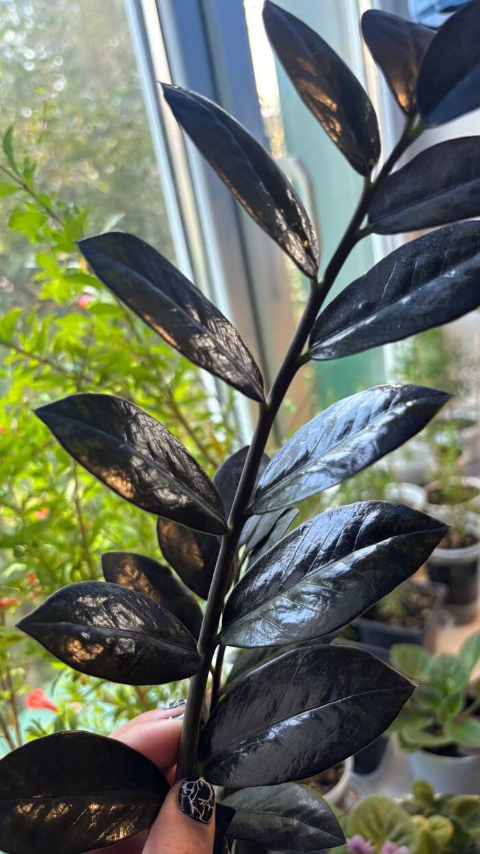 Август 2025 г.