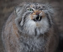 ������ ����������