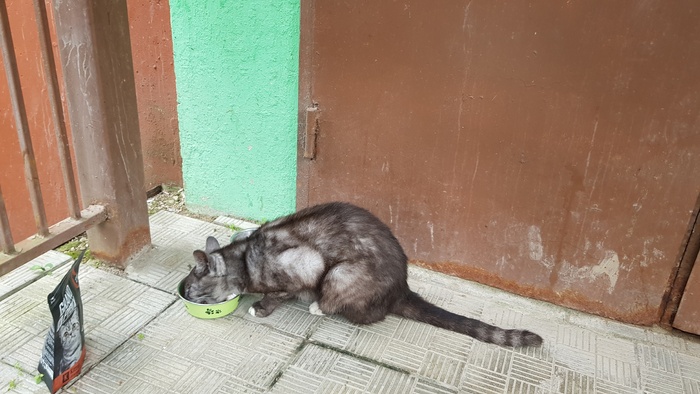 Бросили красавца, ищу ему дом. Подольск + Москва + М.О Спасение, Потеряшка, Кот, Лига Добра, Ветеринария, Длиннопост, В добрые руки, Подольск, Москва, Московская область