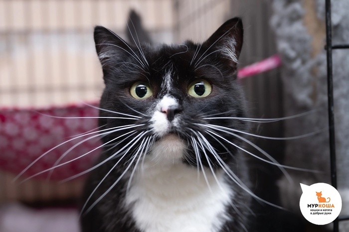 Кошка Яла – 5 лет, найдена на улице.