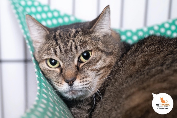 Кошка Эвелина – 10 лет. В силу возраста требуется повышенное внимание к здоровью кошечки.