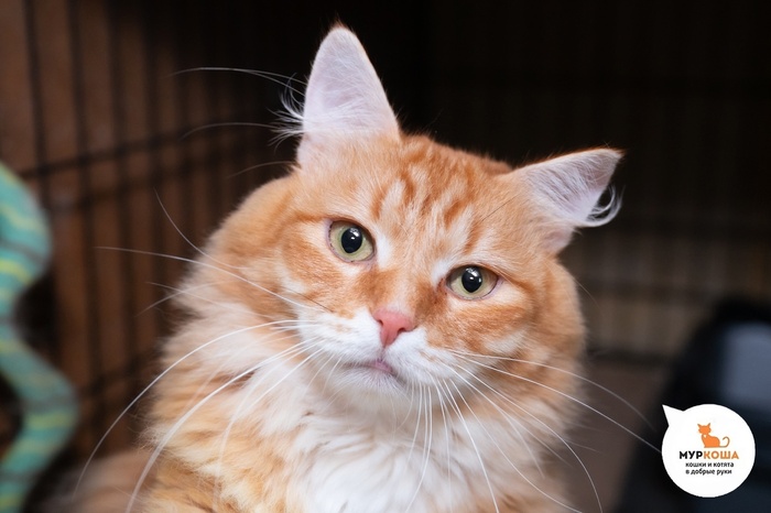 Кот Пеппер – 6 лет, найден на улице. Диагностирован ВЛК. Пристраивается единственным котиком или в семью с кошками-носителями ВЛК. Обращаем внимание, что ВЛК не опасен для человека и животных других видов и не передаётся им.