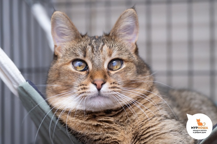 Кошка Мэйко – 2 года, найдена на улице.