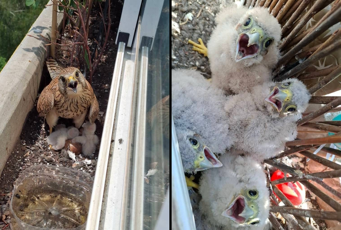 Не ведитесь на вечно голодные крики. Птенцы никогда не бывают сытыми! Даже если их покормили 10 минут назад.