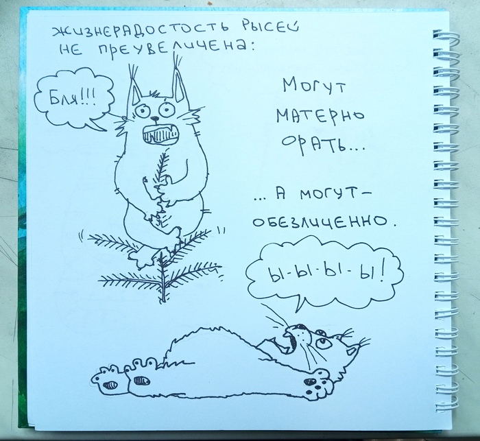 Ещё один факт про рысей