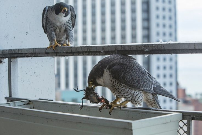 Городские условия для хищных птиц — просто райские! Ведь в городах животные почти отвыкли от того, что на них охотятся. Оттого городские пернатые становятся лёгкой добычей.