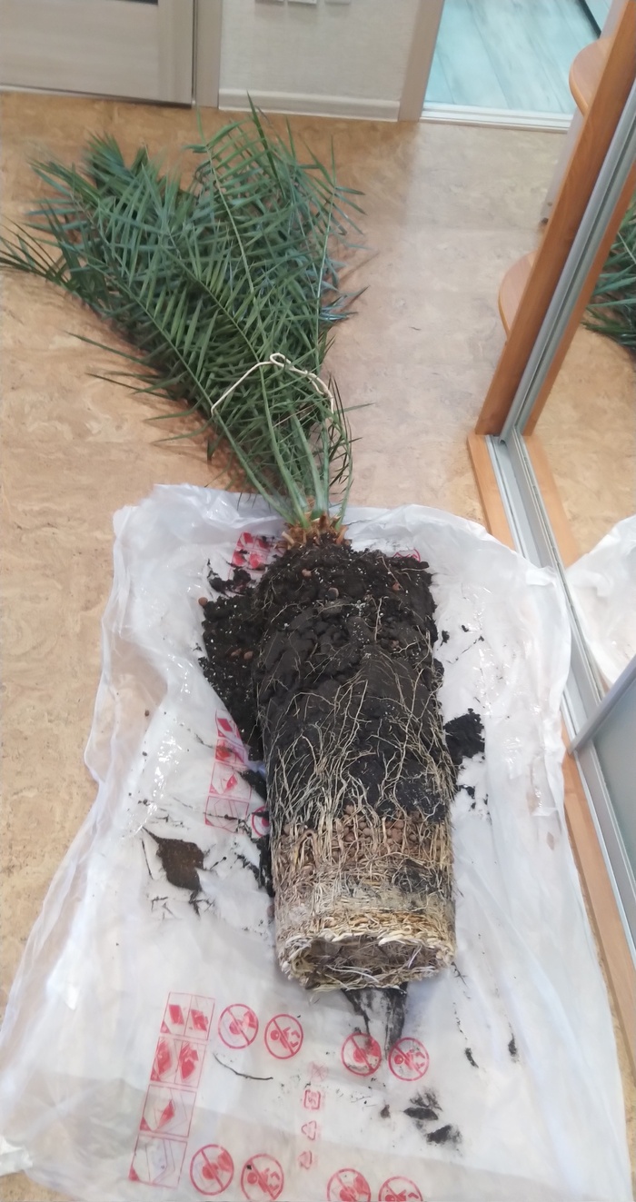 На операционном полу