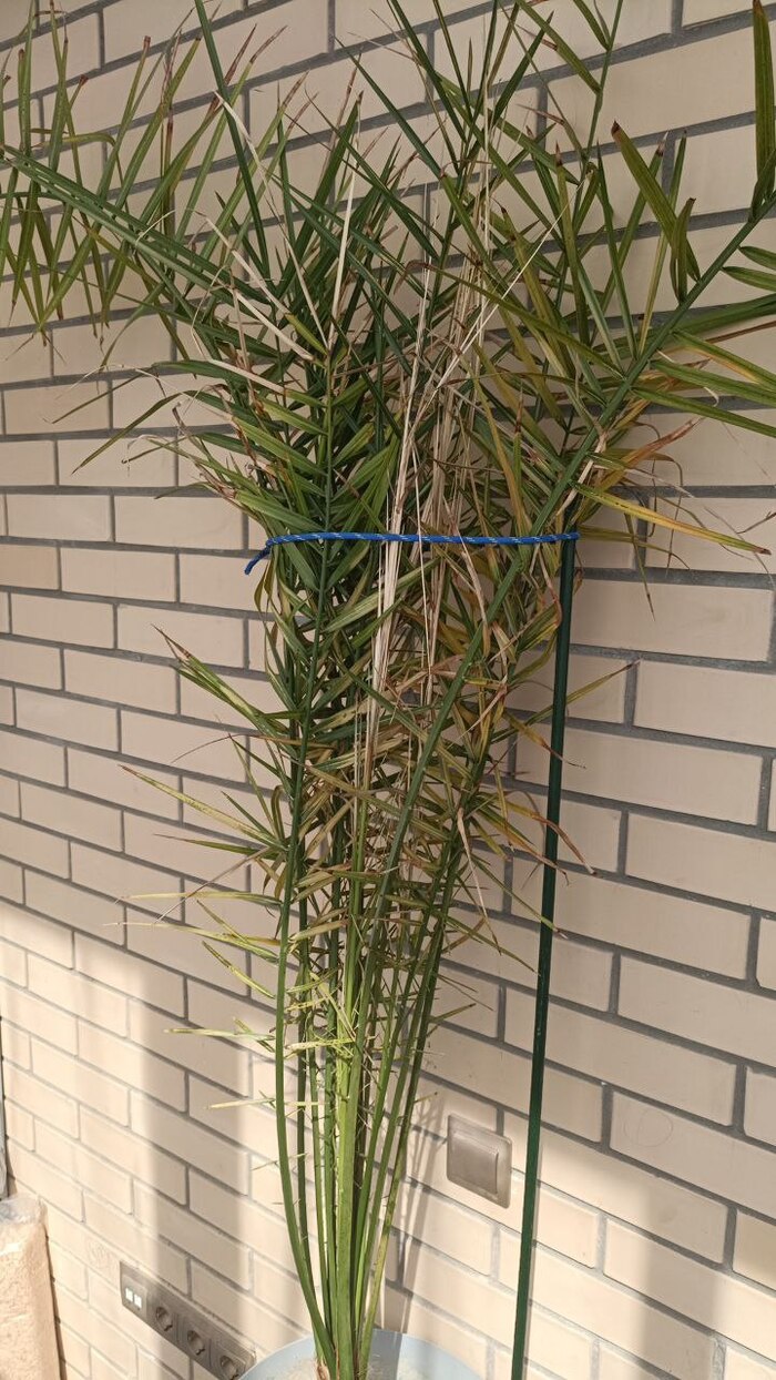 Моей пальме 18 лет