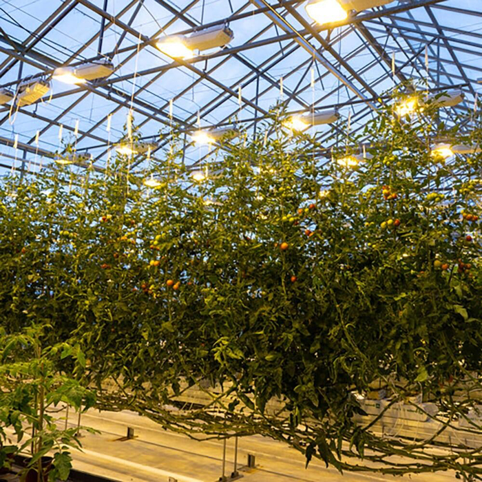     :   ,       .          .