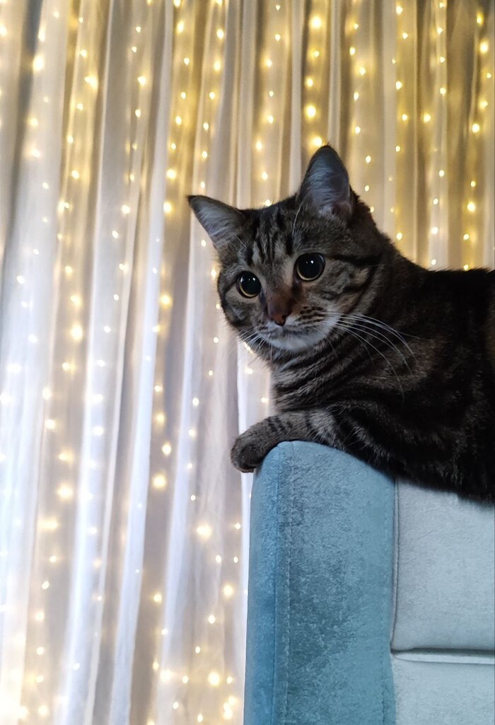 Котка, главный "помогатор" – хорошо, что хотя бы не пыталась при мне отгрызть часть гирлянды, оставила этот десерт на попозже)