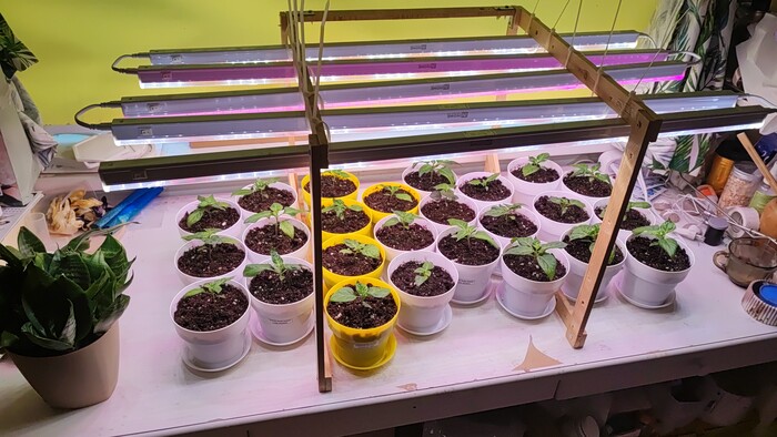 При пересадке часть отбраковал