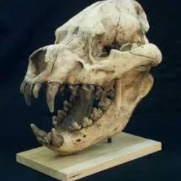 Dinakrokuta