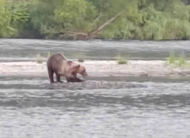 Опять медведь