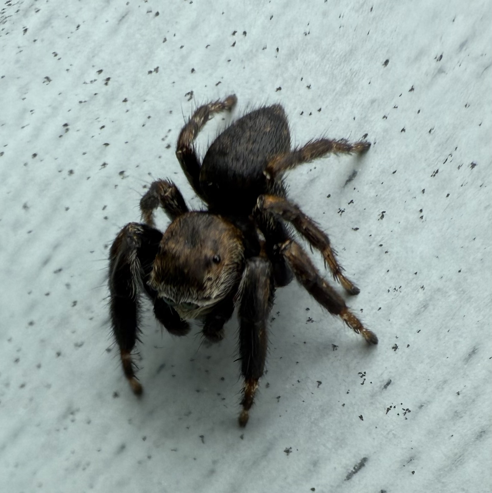Spider - My, Arachnids, Spider, Moscow region, Text, Longpost