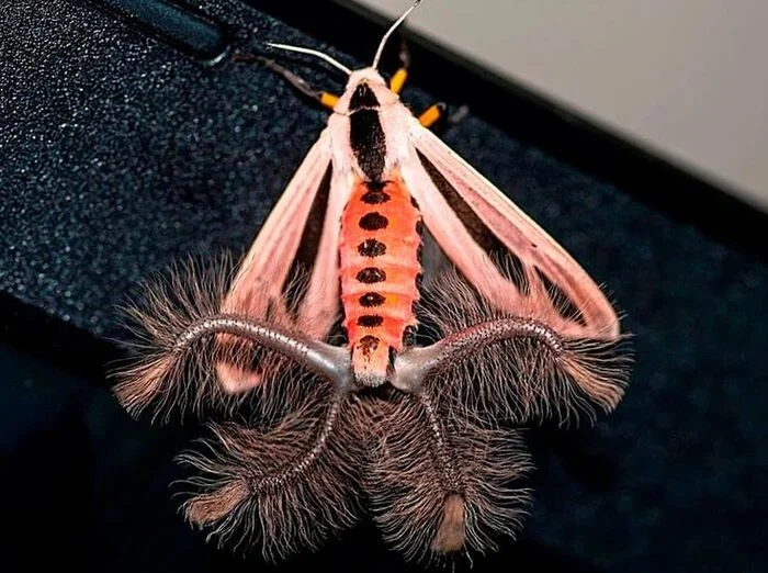 Арктиновая моль: монстр из ваших ночных кошмаров Познавательно, Факты, В мире животных, Удивление, Научпоп, Природа, Насекомые, Австралия, Ужас, Ужасы, Животные, Членистоногие, Длиннопост Арктиновая моль: монстр из ваших ночных кошмаров Познавательно, Факты, В мире животных, Удивление, Научпоп, Природа, Насекомые, Австралия, Ужас, Ужасы, Животные, Членистоногие, Длиннопост