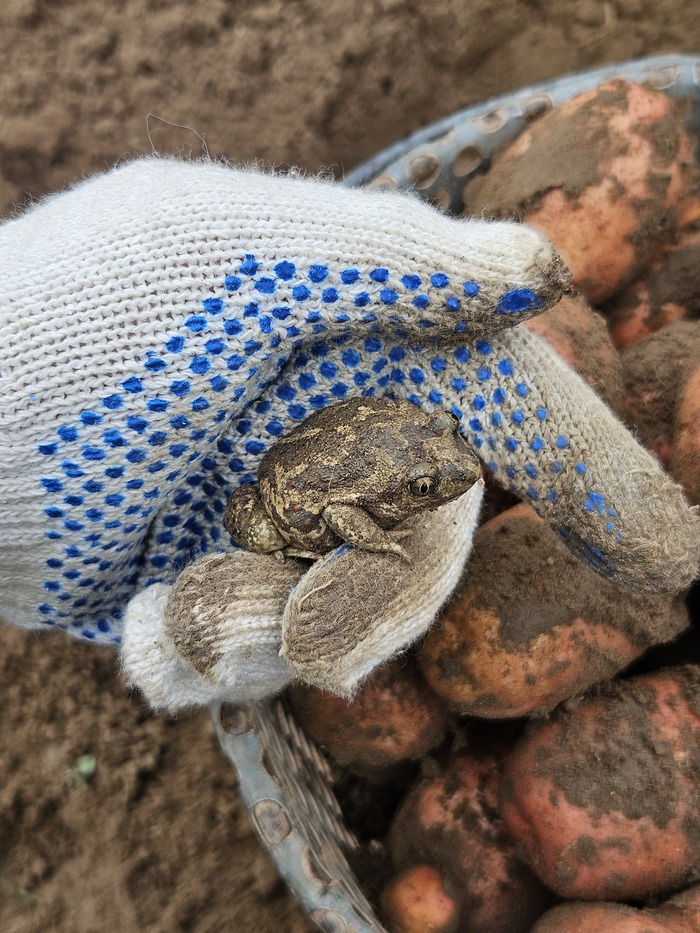   ,  ! , , It Is Wednesday My Dudes, , , 