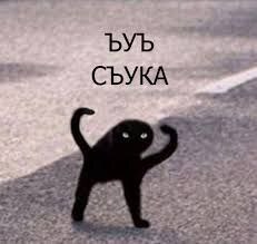       ,   , , ,  ,  , Telegram (), ,   