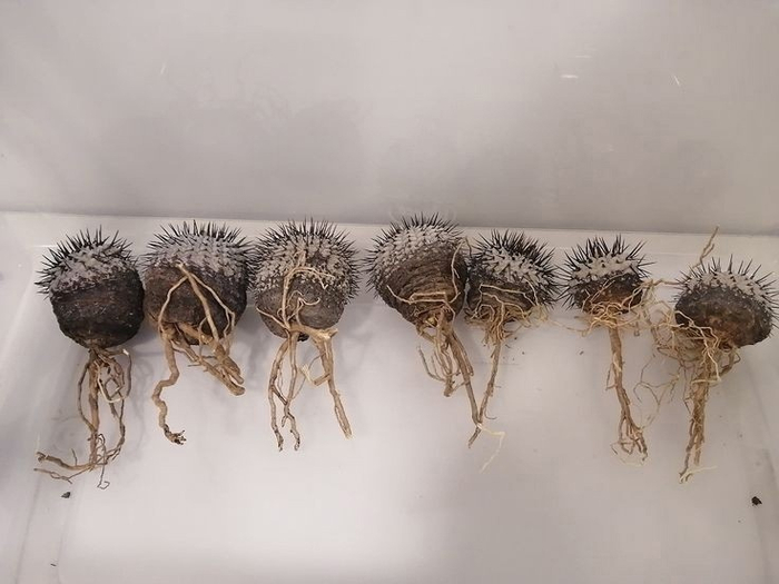 Copiapoa cinerea. ���� �� ����� �������������, ��� ��� ��� ������� ���� ������ � ��������������� � ���� �� ��� ������ ���������� � ���������� ������.