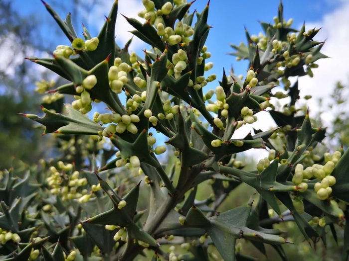  .    <!--noindex--><a href="https://pikabu.ru/story/kustarniki_kolletsiya_krestovidnaya_13141896?u=http%3A%2F%2Ftodouruguay.net&t=todouruguay.net&h=a8a6f91179fd056030108de7d05d6425ac0bca4c" title="http://todouruguay.net" target="_blank" rel="nofollow noopener">todouruguay.net</a><!--/noindex-->.