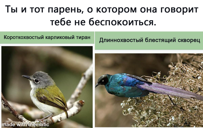   ,   ... , , , Telegram ()