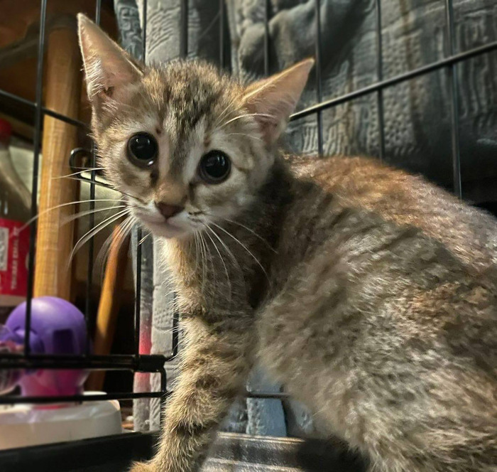 Котята из домов под реновацию срочно ищут дом!