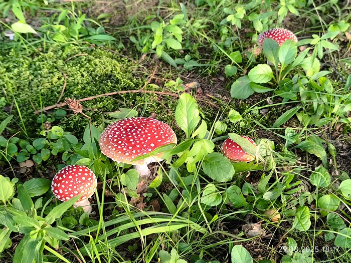 �������� �����