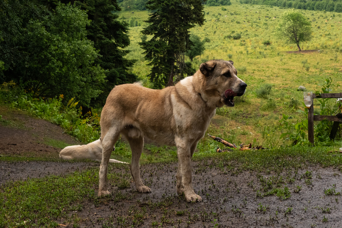 Прошёл легендарную Кавказскую тропу 1500км по горам